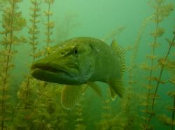 pikefish in alake in germany , canon S70 by Beate Krebs 